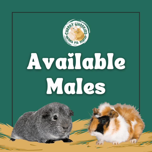 available males for adoption sign