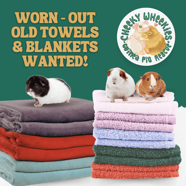 Donate towels and blankets photo