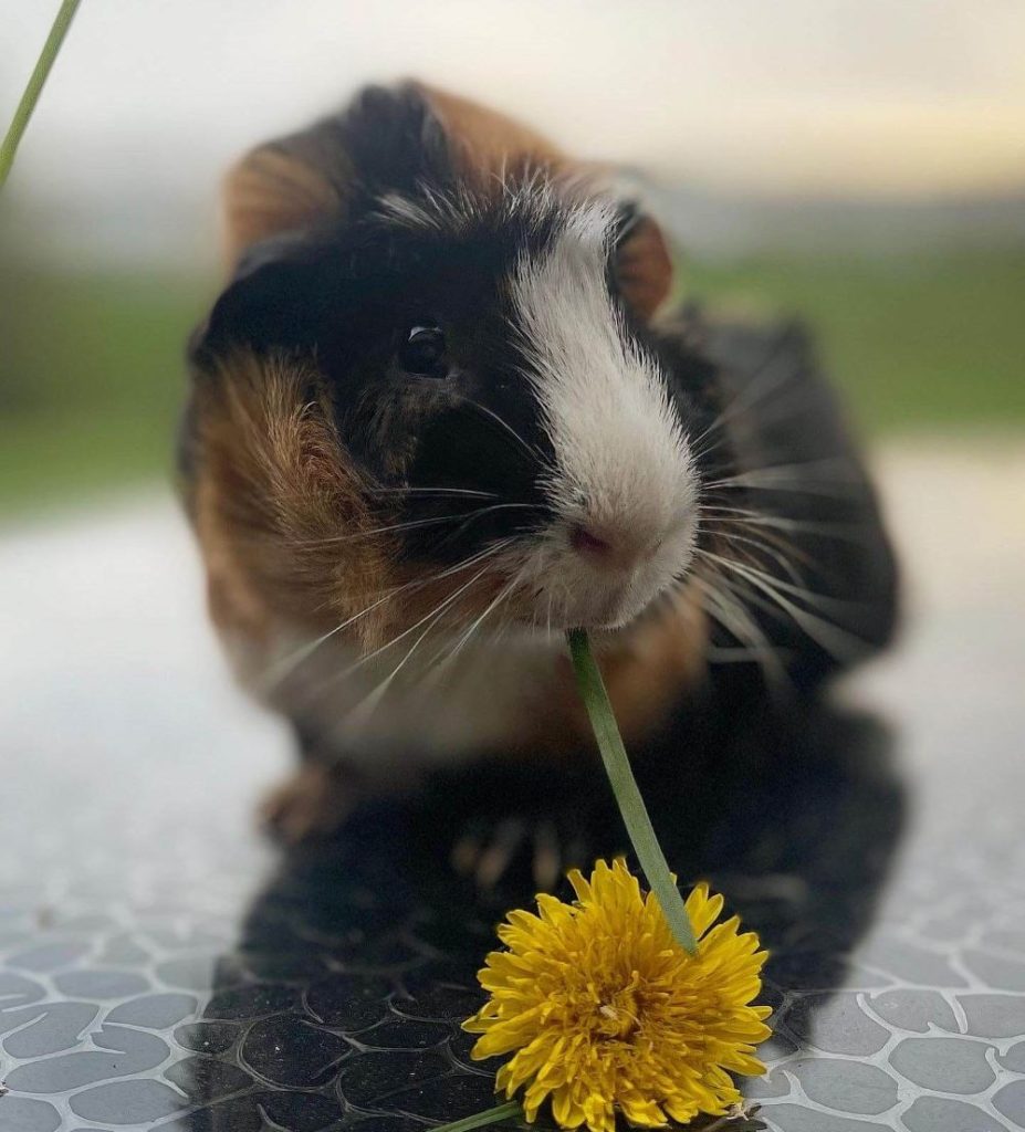 guinea pig eating a dandelion