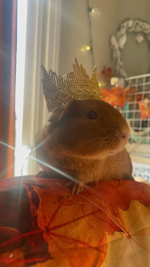 guinea pig with princess crown on