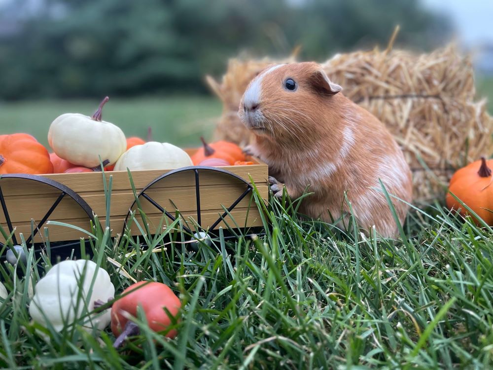 guinea pig and wagon with pumpkins