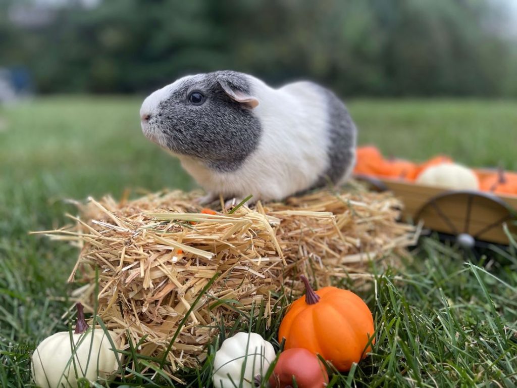 guinea pig sitting on hay pile