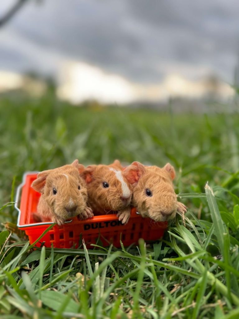 three guinea pigs in a basket
