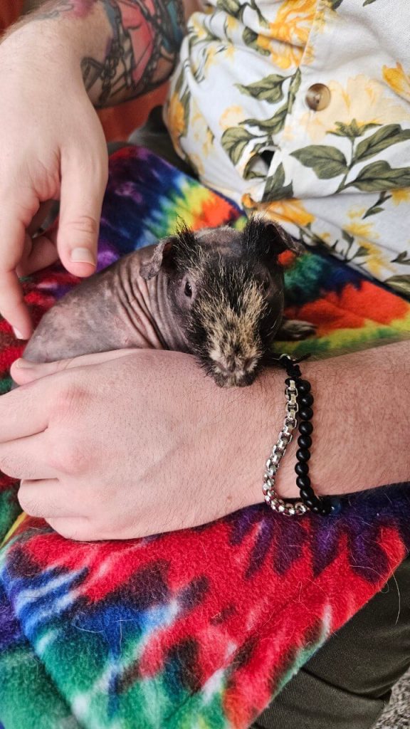 hairless guinea pig