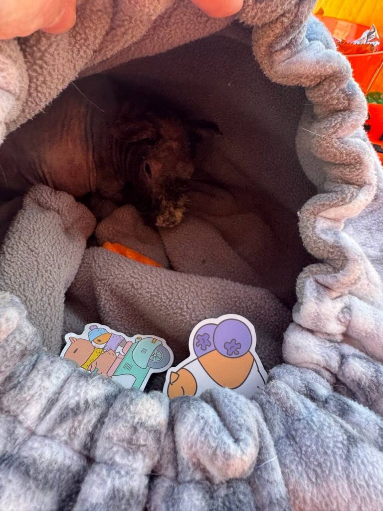 Guinea pig in a hidie