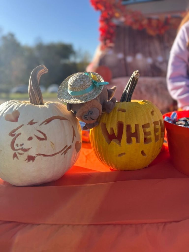 guinea pig with pumpkins