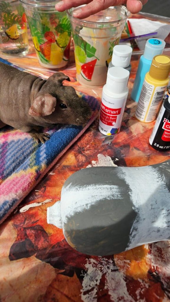 Guinea pig arts and crafts