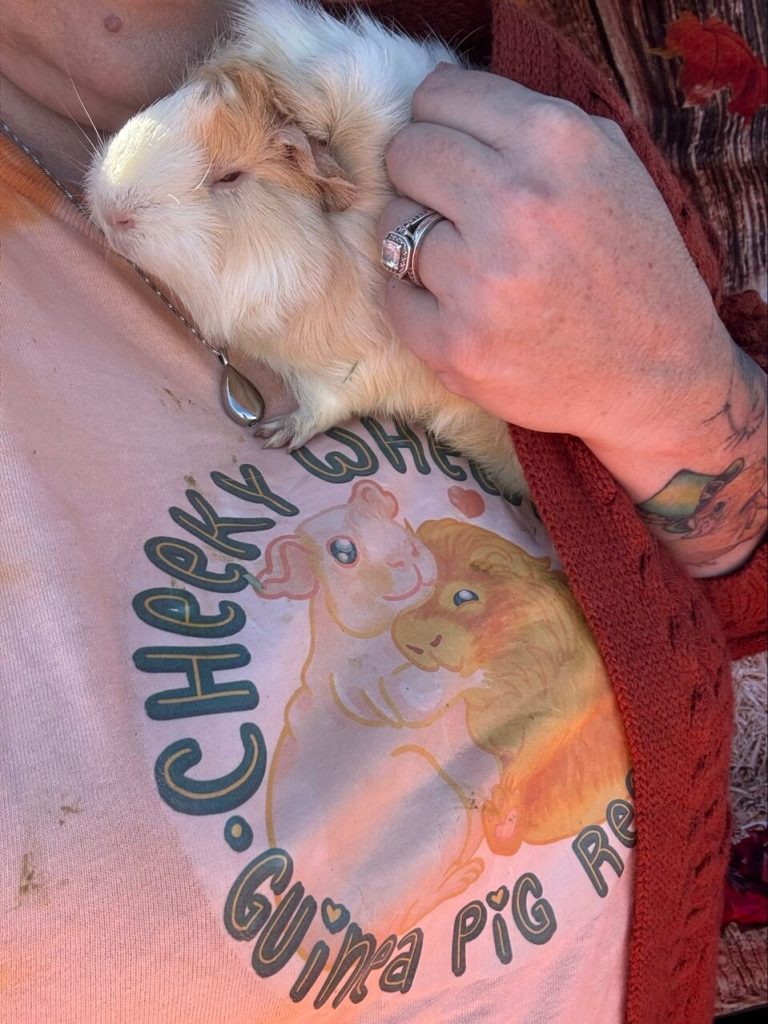 holding guinea pig