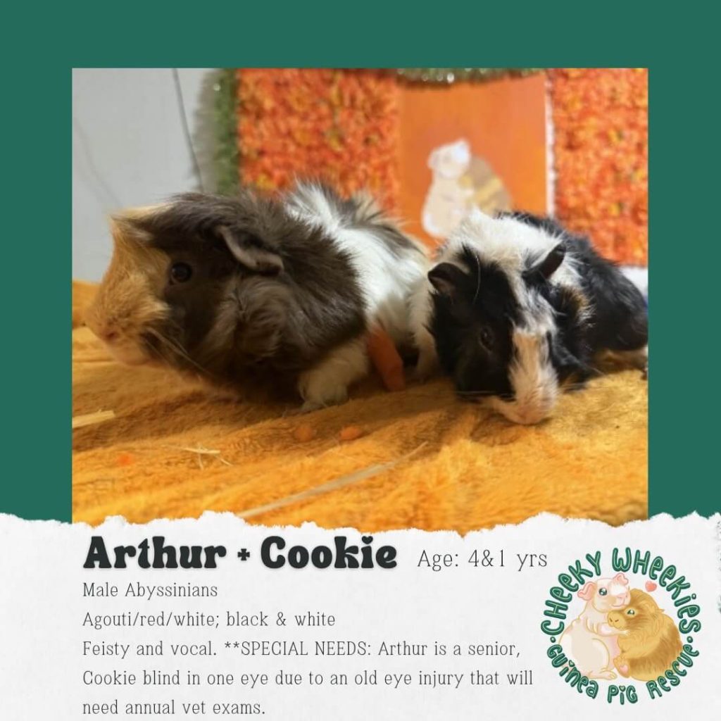 Arthur and cookie male bonded pair guinea pigs