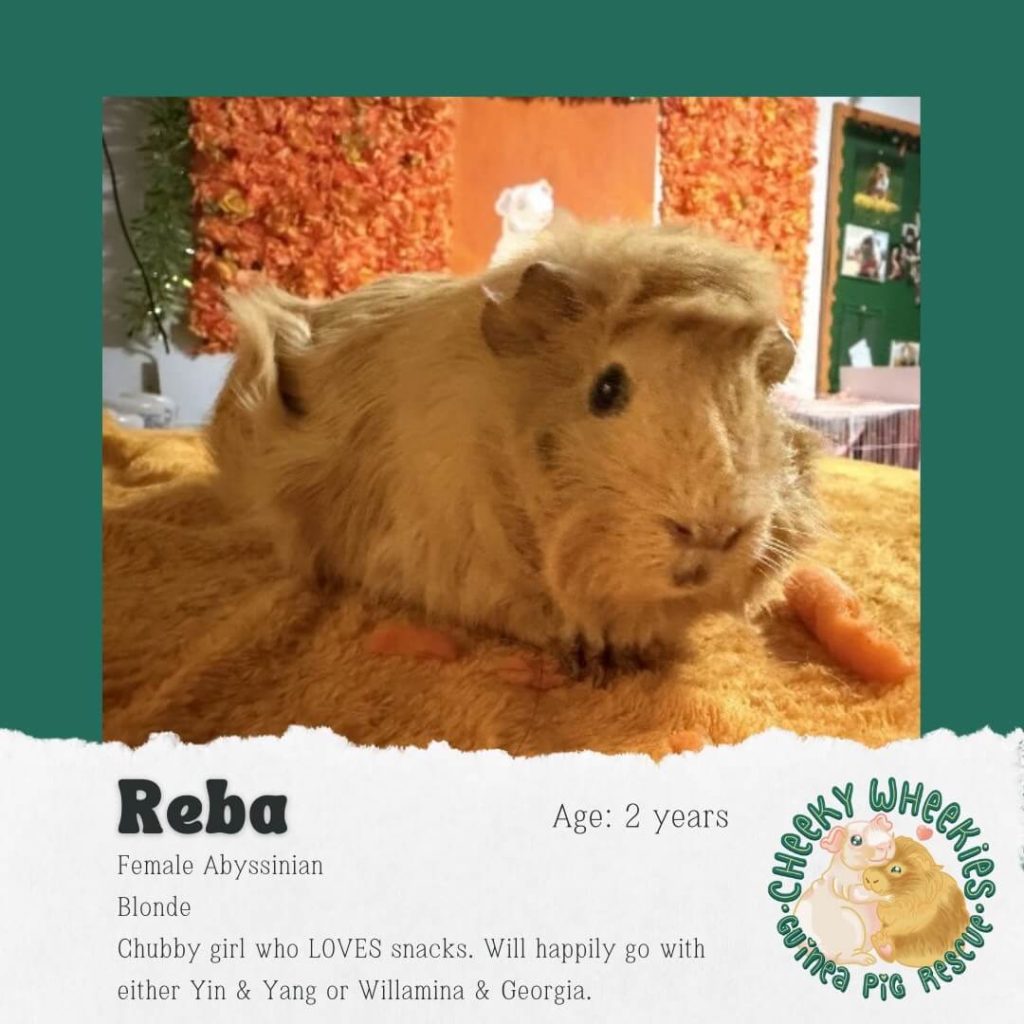 Reba female guinea pig