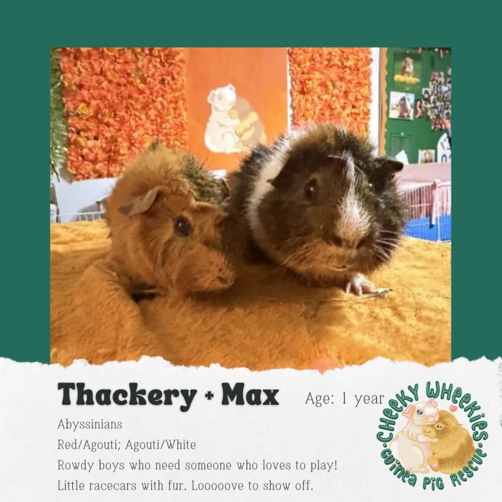 Thackery and Max male guinea pigs bonded pair