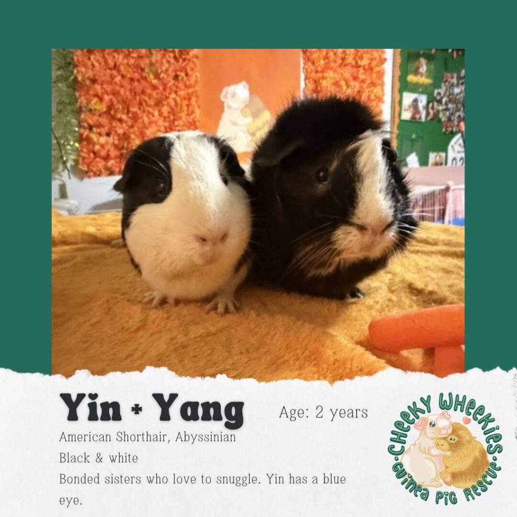 Yin and Yang 2 female guinea pigs bonded pair