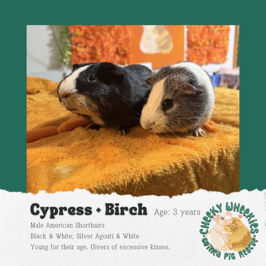 Cypress and Birch male guinea pigs bonded pair