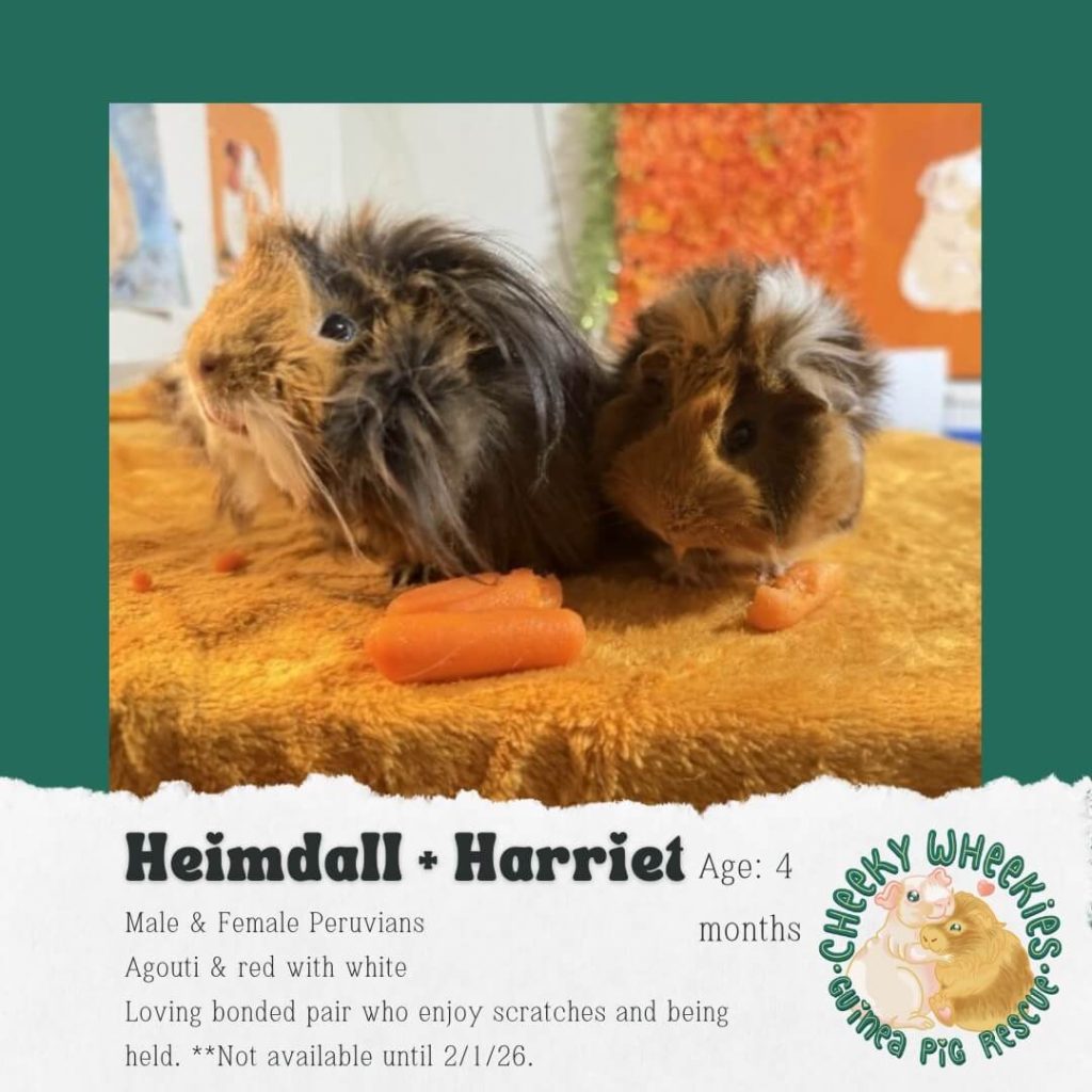Heimdall and Harriet bonded pair guinea pigs