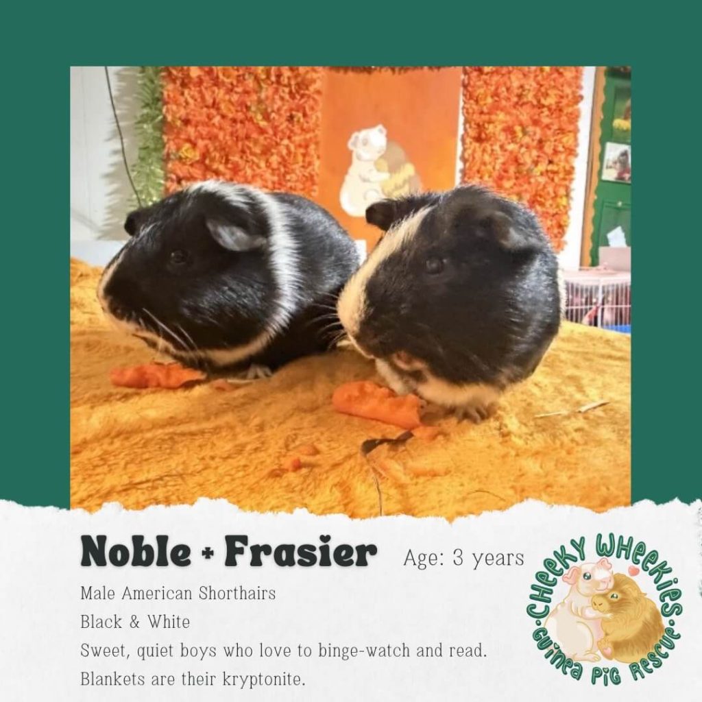 Noble and Frasier male guinea pigs bonded pair