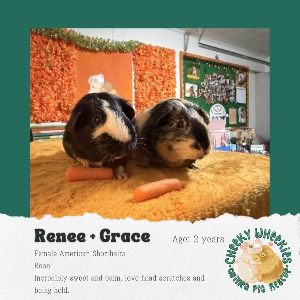 Renee and Grace female guinea pigs bonded pair