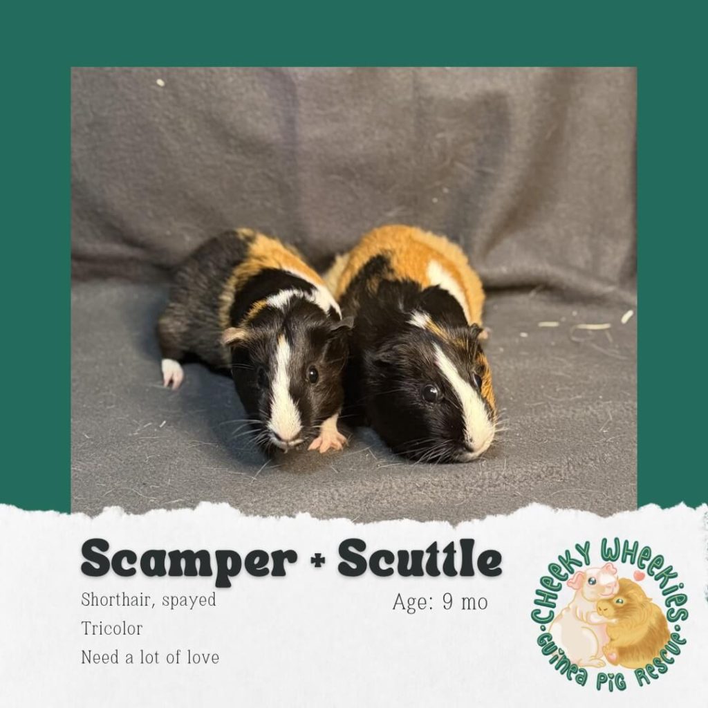 Scamper and Scuttle female bonded pair