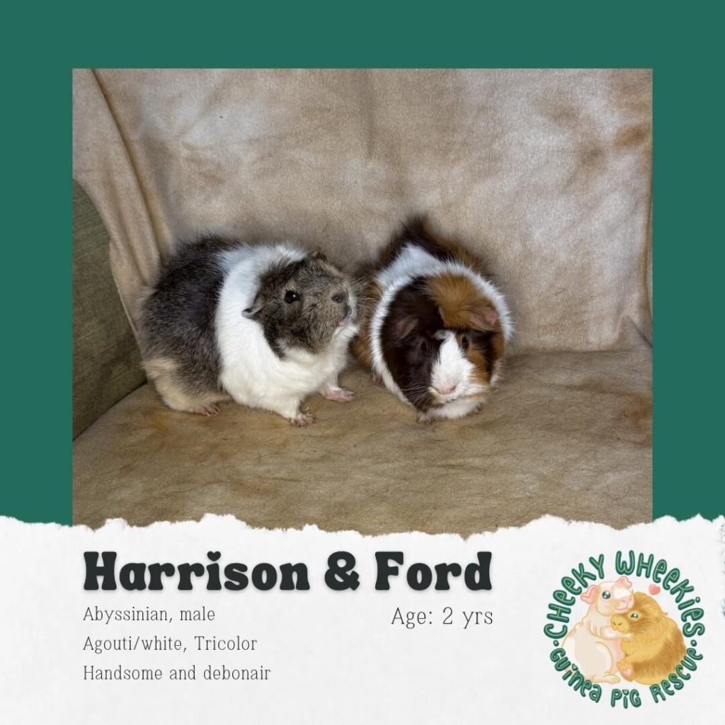harrison and ford male guinea pigs bonded pair