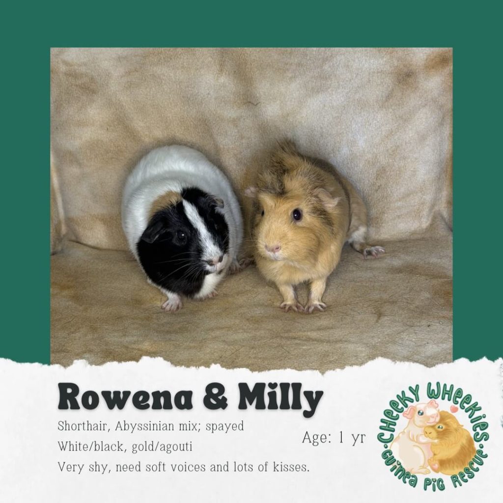 rowena and milly fremale guinea pig bonded pair